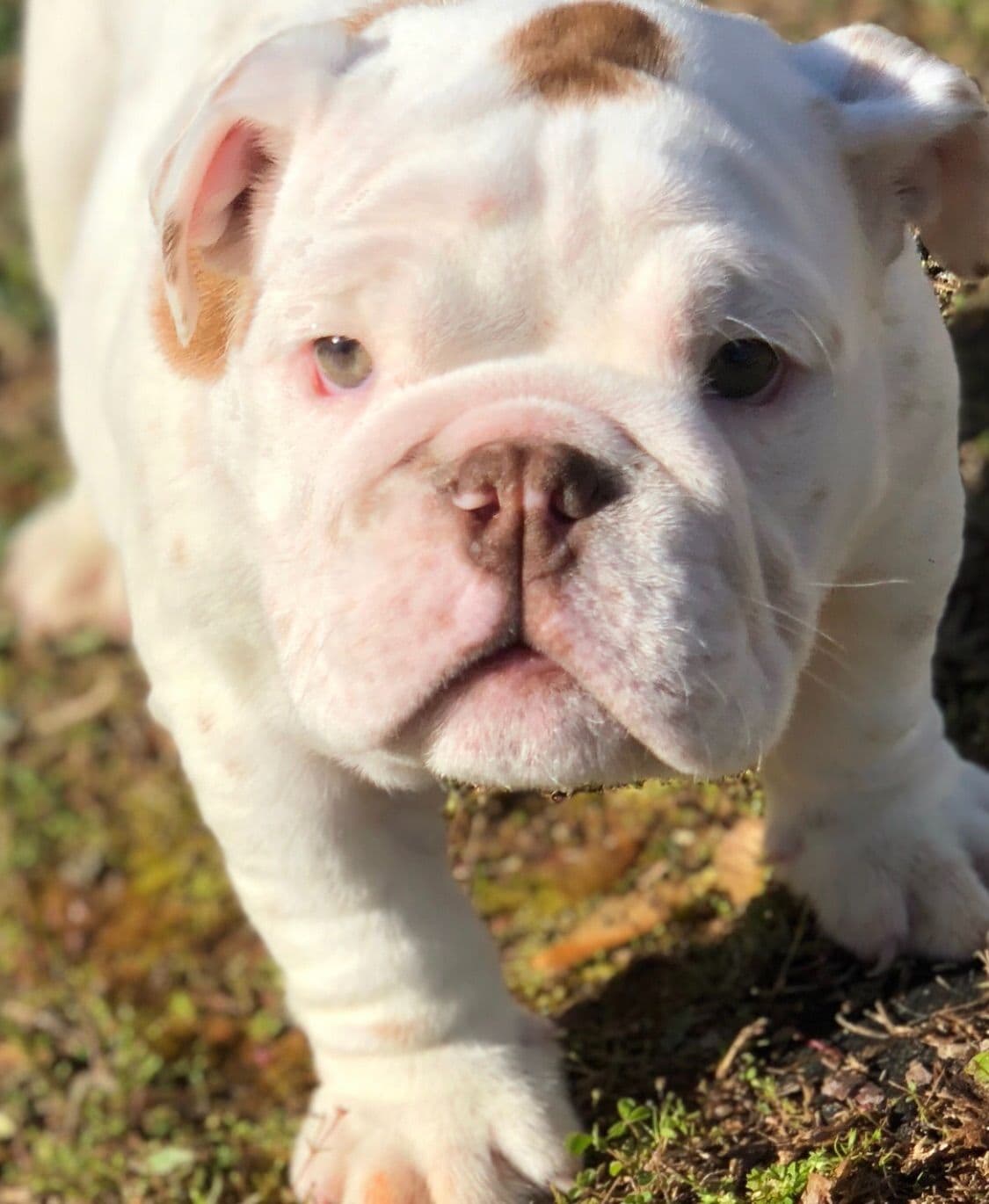 French Bulldog Puppies breeder image 4