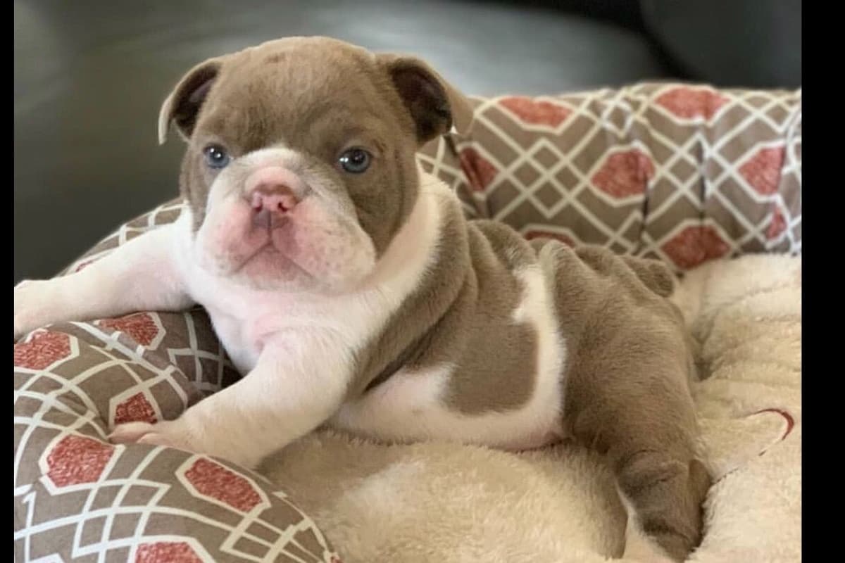 French Bulldog Puppies breeder image 2