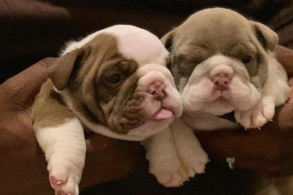 French Bulldog Puppies breeder image 5