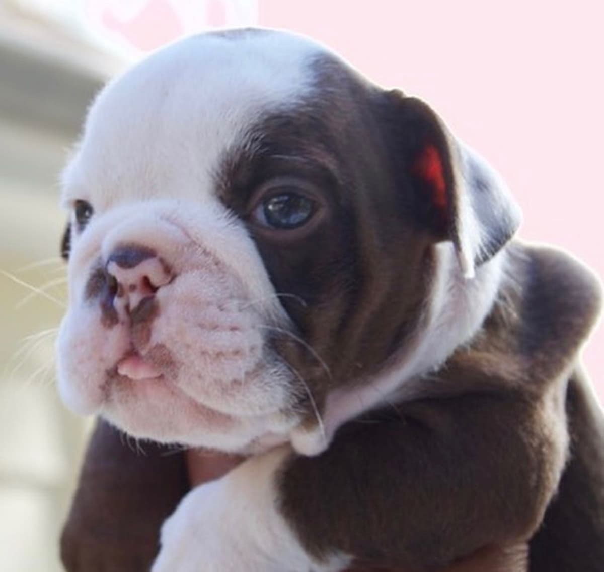 French Bulldog Puppies breeder image 6