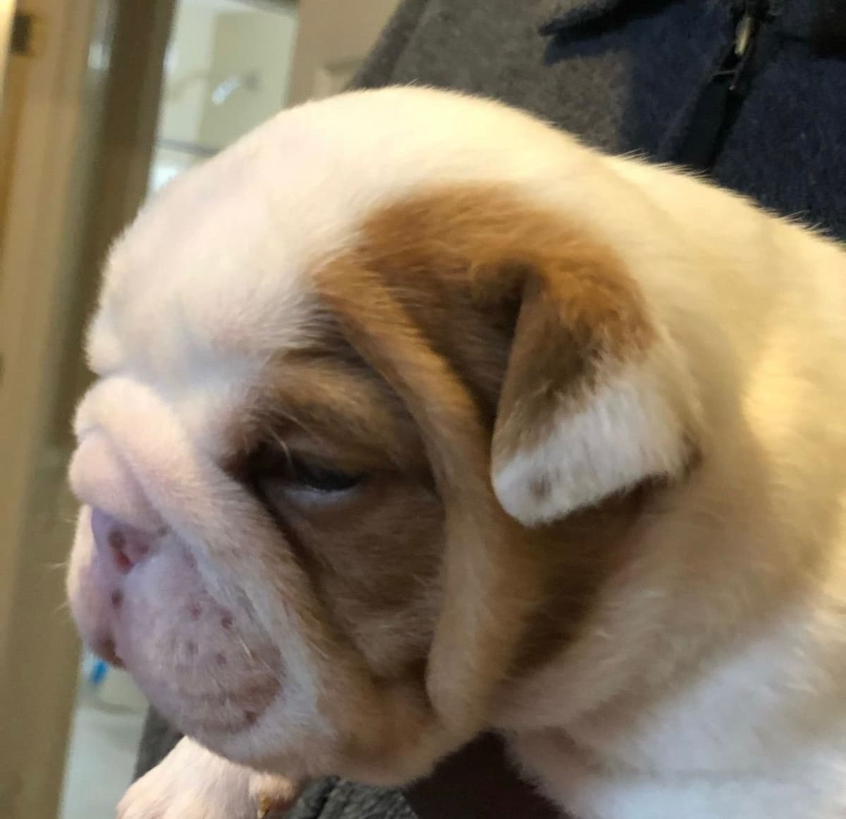 French Bulldog Puppies breeder image 8