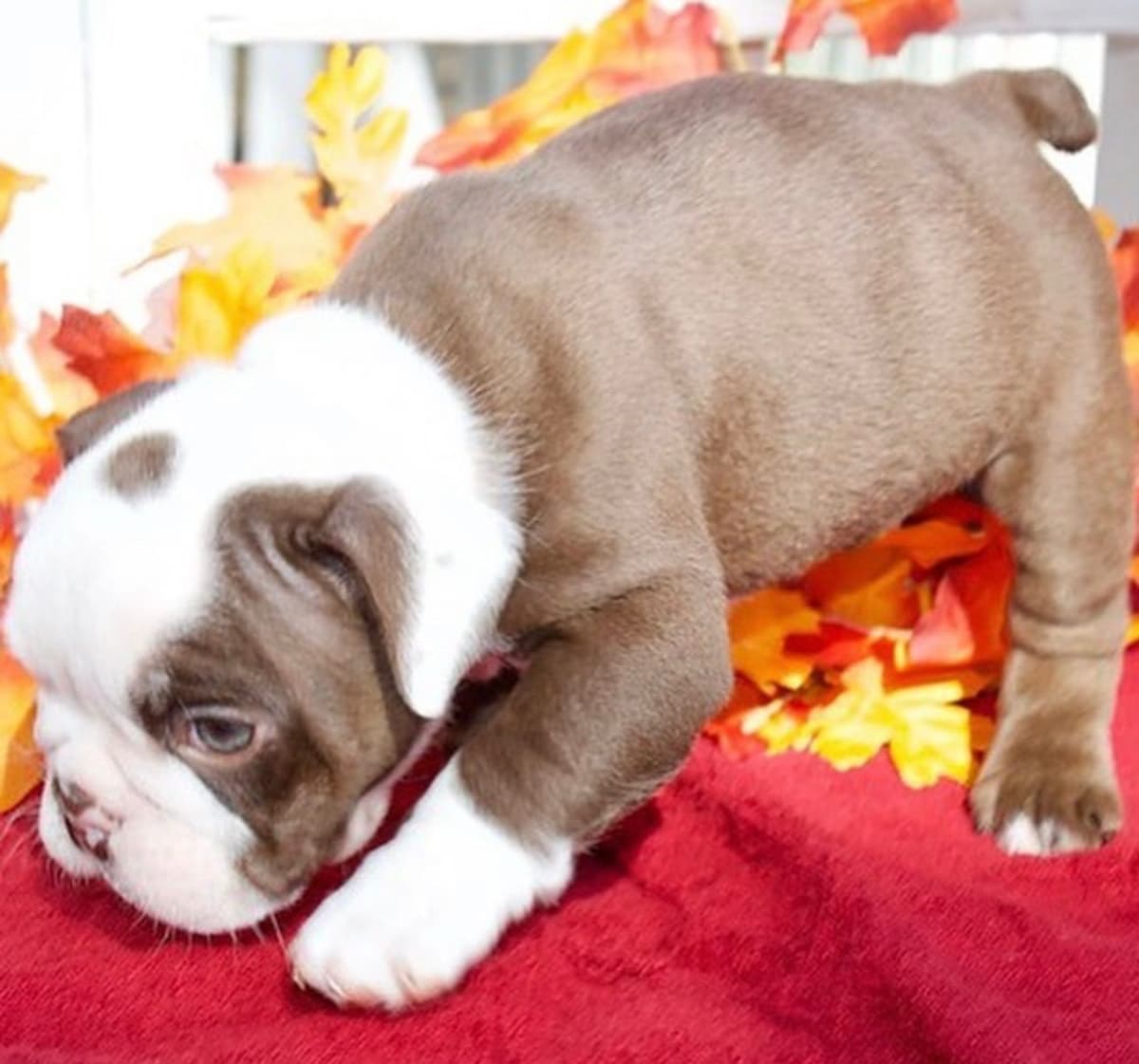 French Bulldog Puppies breeder image 9