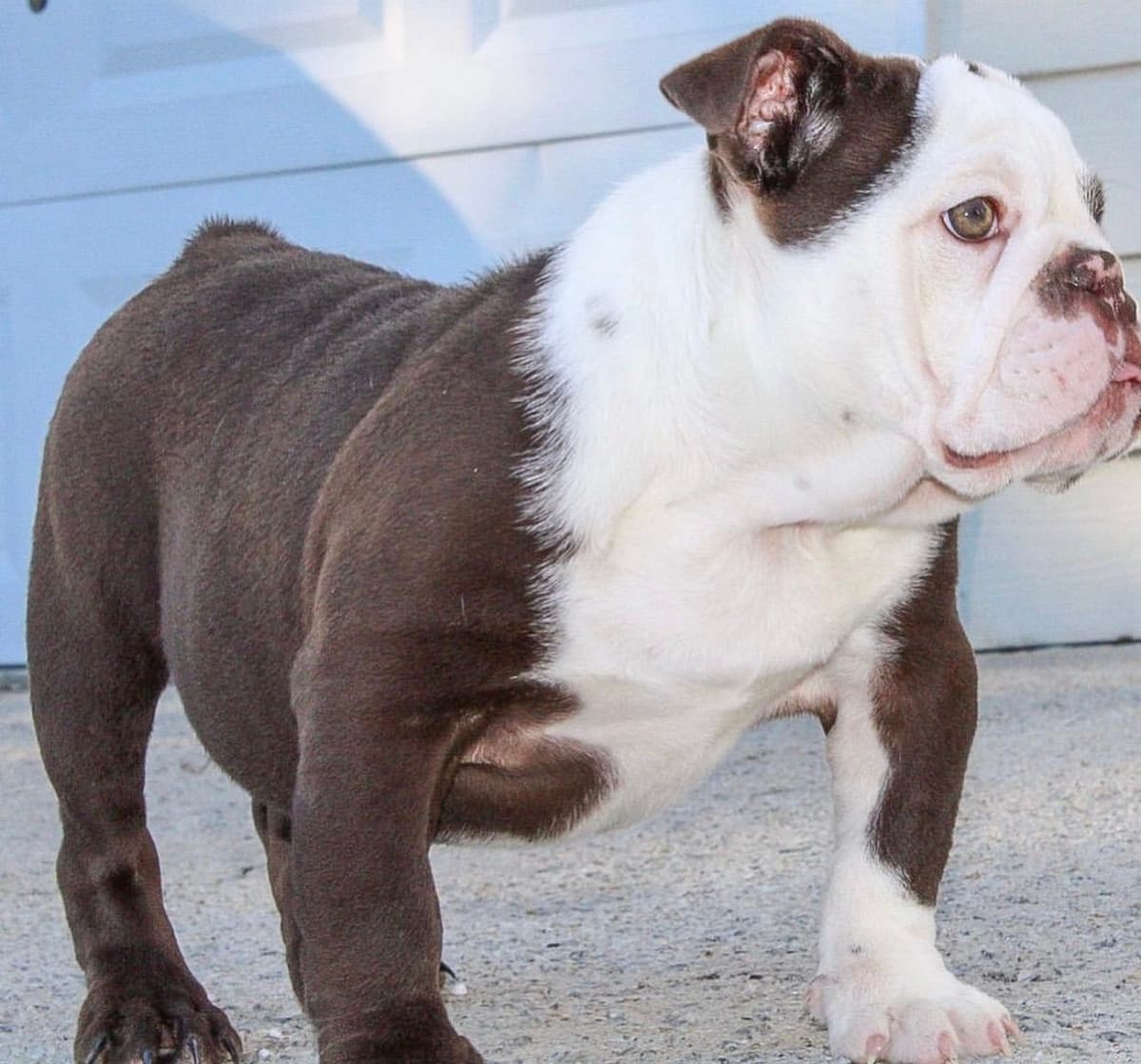 French Bulldog Puppies breeder image 11