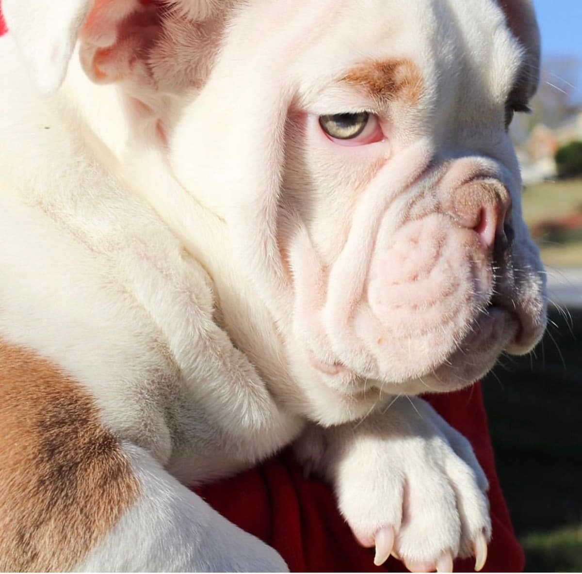 French Bulldog Puppies breeder image 12