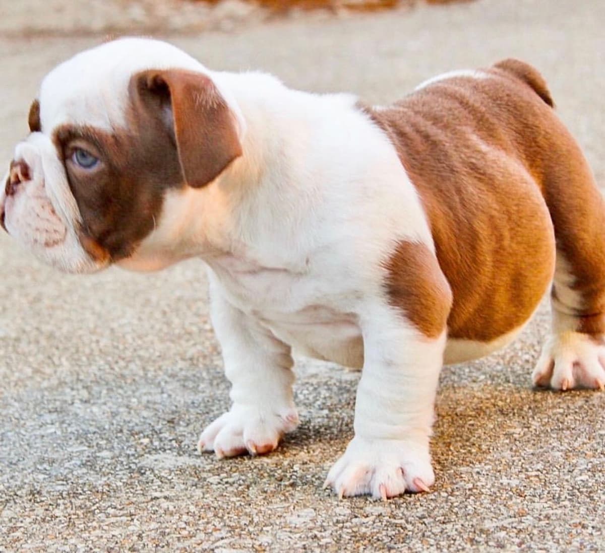 French Bulldog Puppies breeder image 13