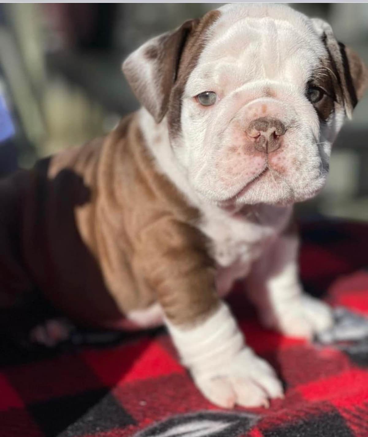 French Bulldog Puppies breeder image 15