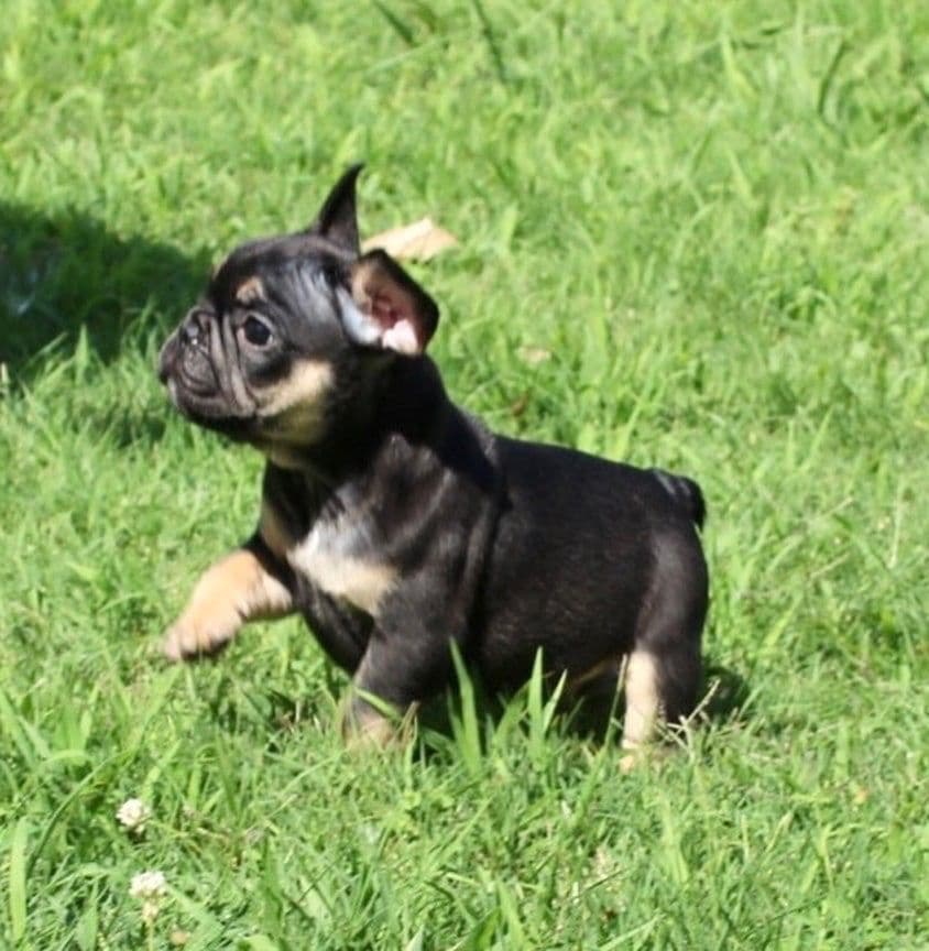 French Bulldog Puppies breeder image 16