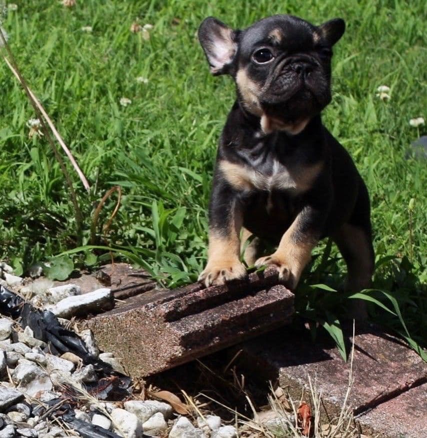 French Bulldog Puppies breeder image 17