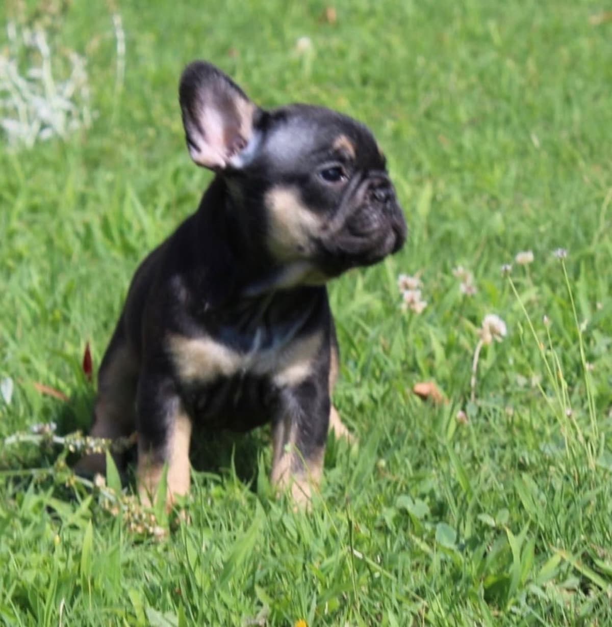 French Bulldog Puppies breeder image 18