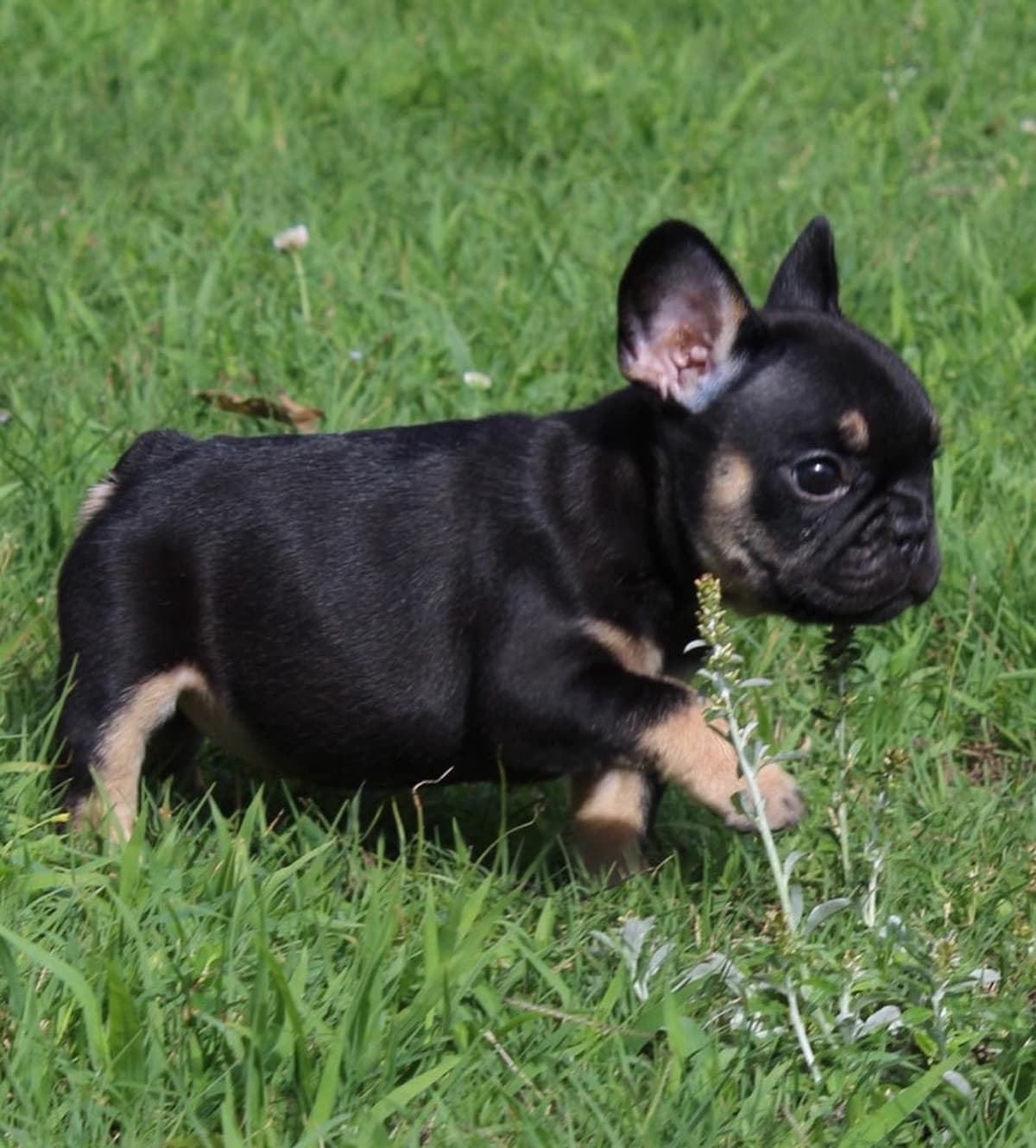 French Bulldog Puppies breeder image 3
