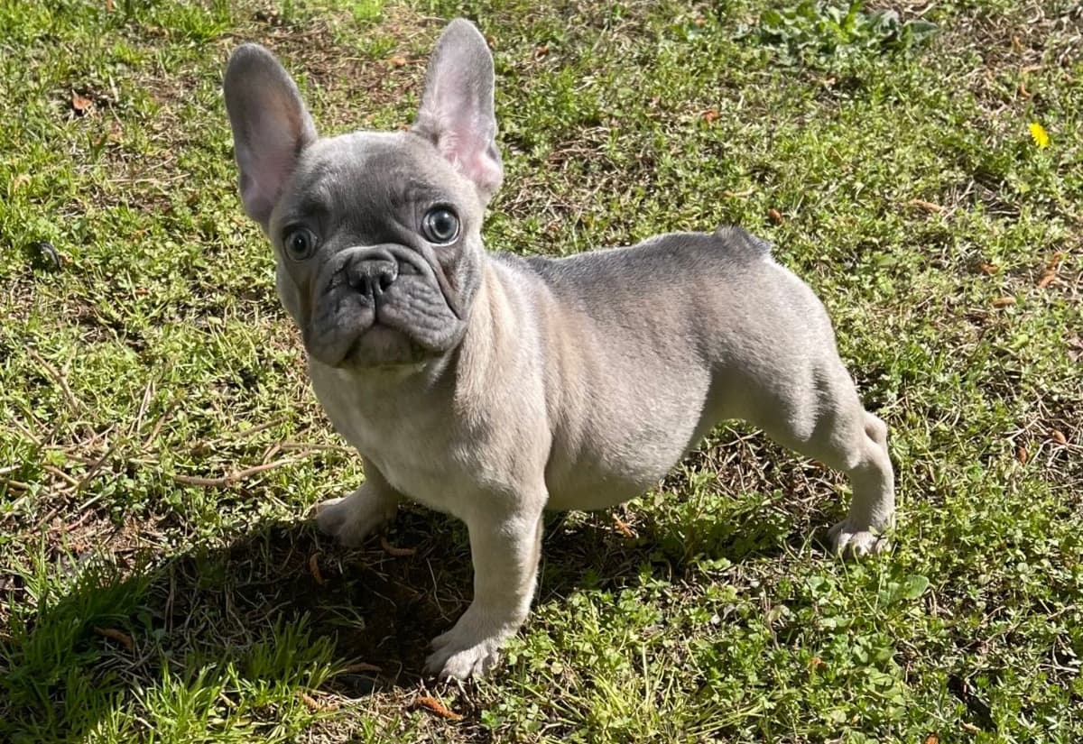 French Bulldog Puppies breeder image 19
