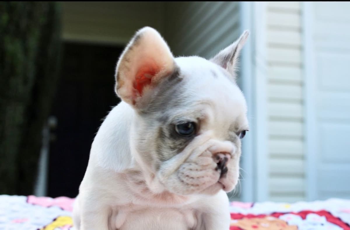 French Bulldog Puppies breeder image 20