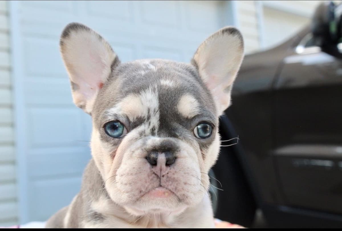 French Bulldog Puppies breeder image 21