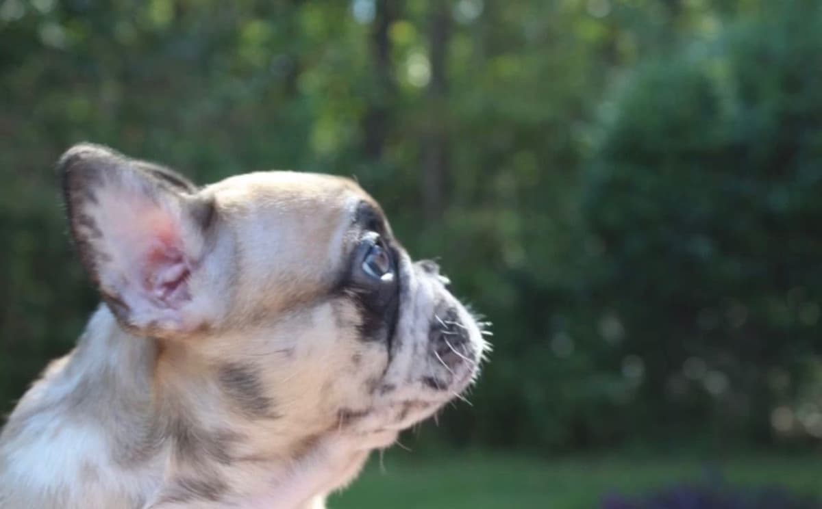 French Bulldog Puppies breeder image 22