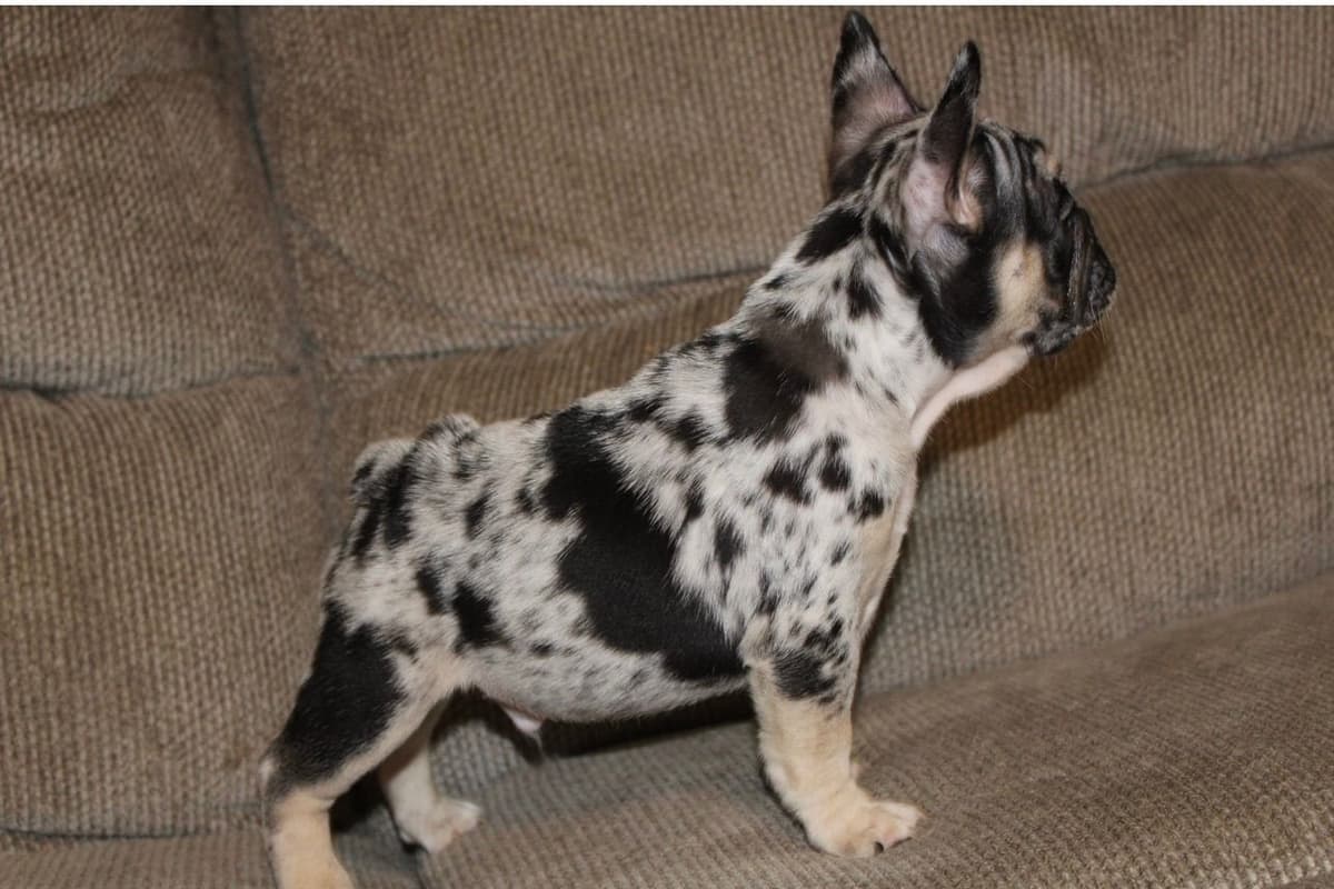 French Bulldog Puppies breeder image 23