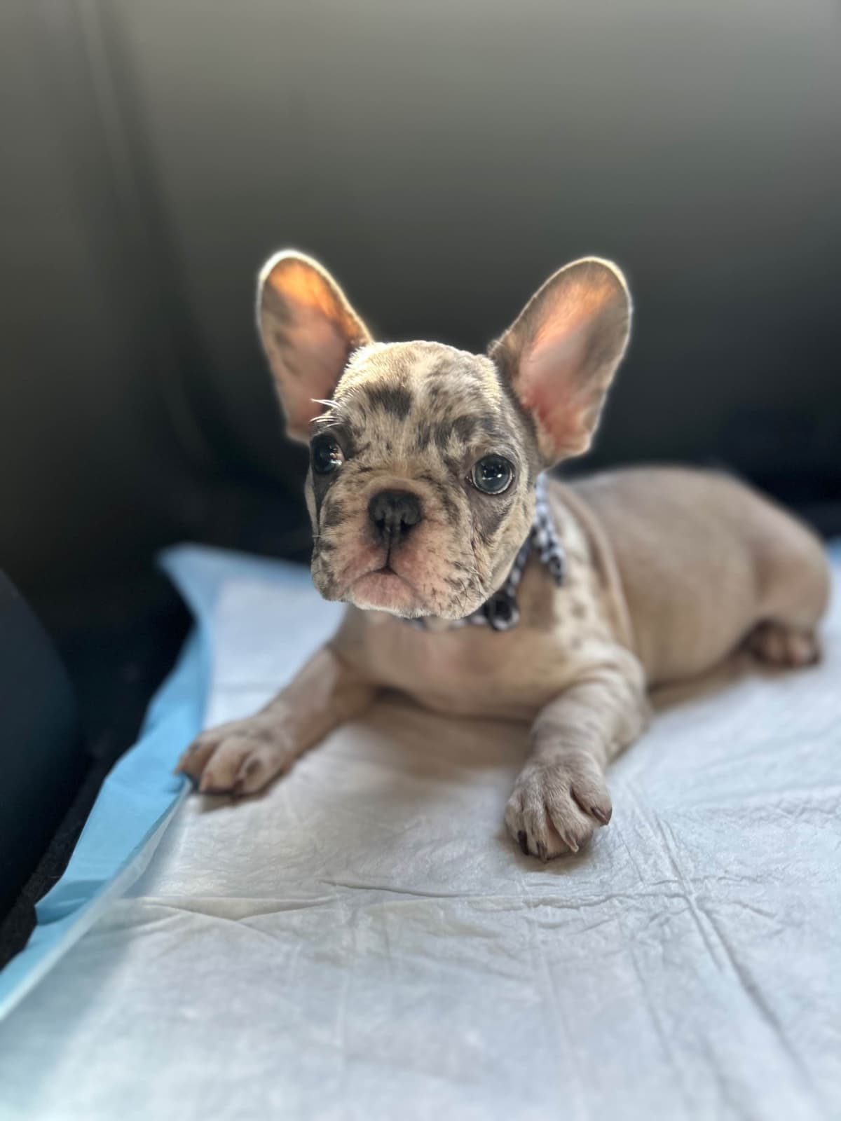 French Bulldog Puppies breeder image 26