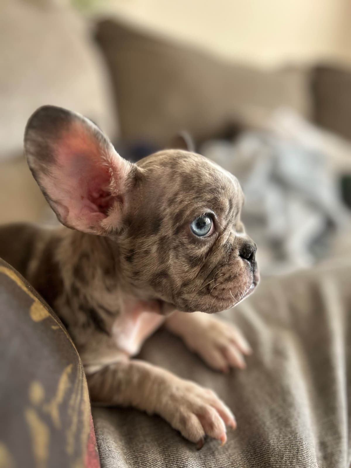 French Bulldog Puppies breeder image 25