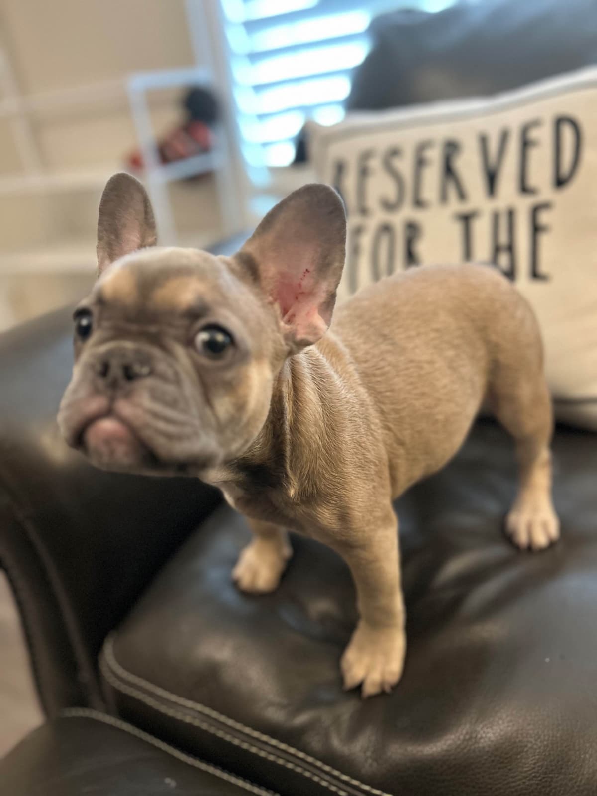 French Bulldog Puppies breeder image 27