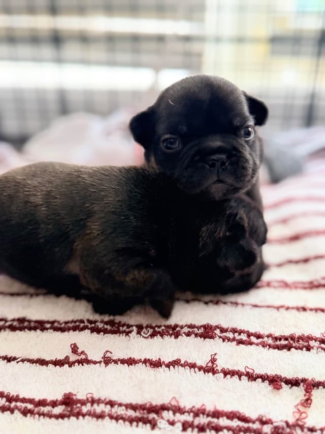 French Bulldog Puppies media 2