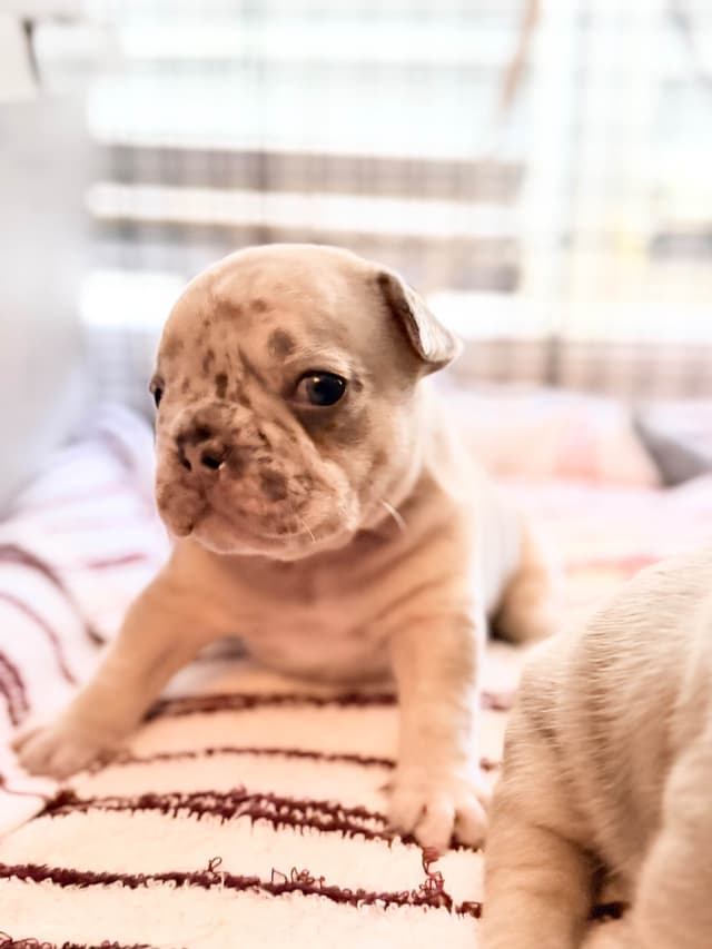 French Bulldog Puppies media 5
