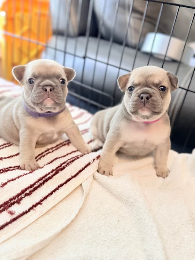 French Bulldog Puppies media 4