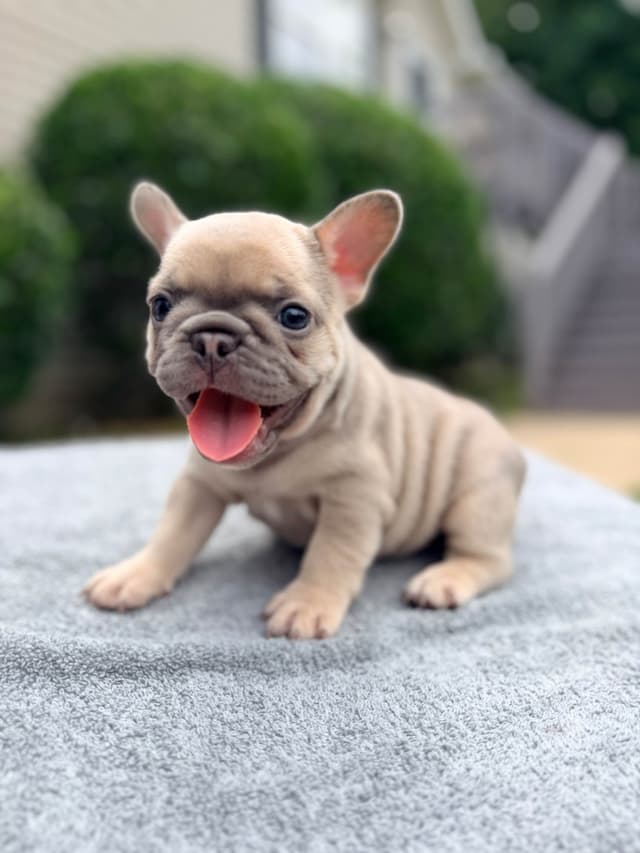 French Bulldog Puppies media 2