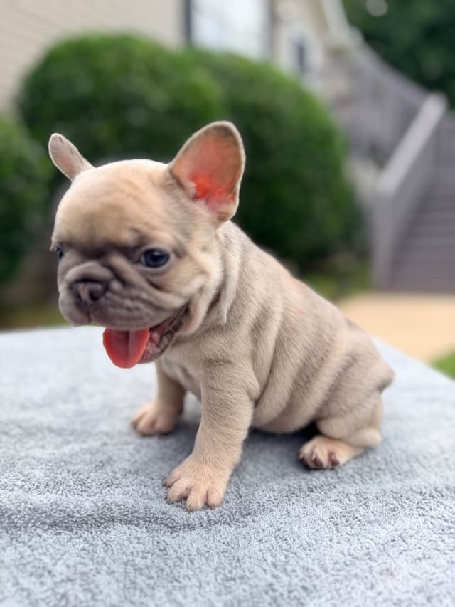 French Bulldog Puppies media 6