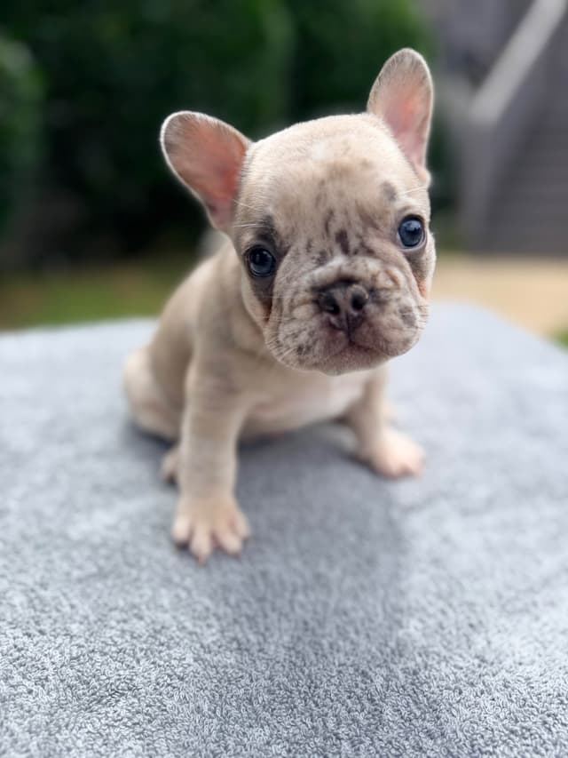 French Bulldog Puppies media 3