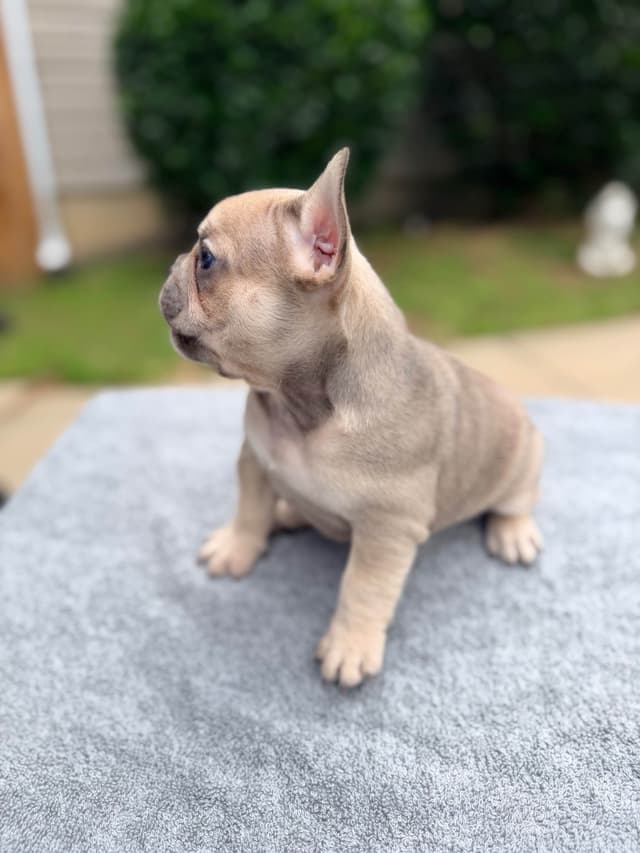 French Bulldog Puppies media 8