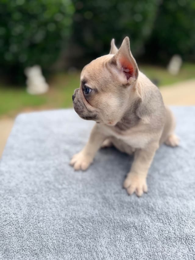 French Bulldog Puppies media 7