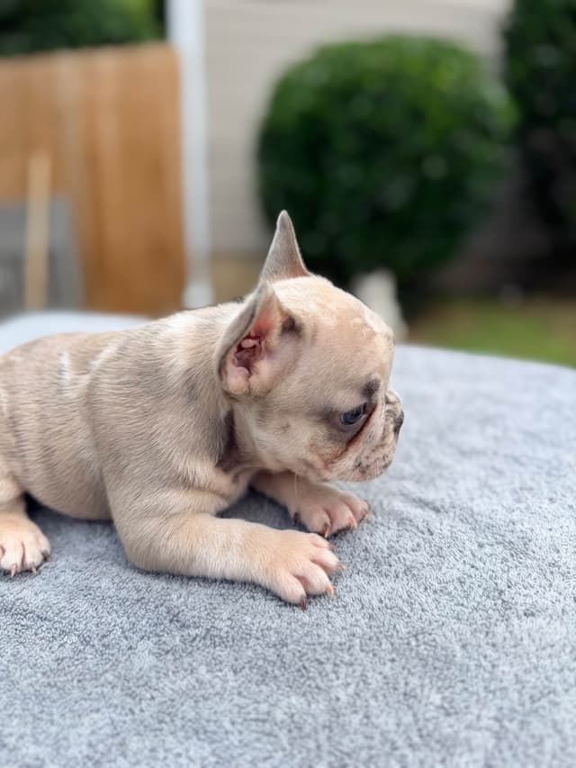 French Bulldog Puppies media 9