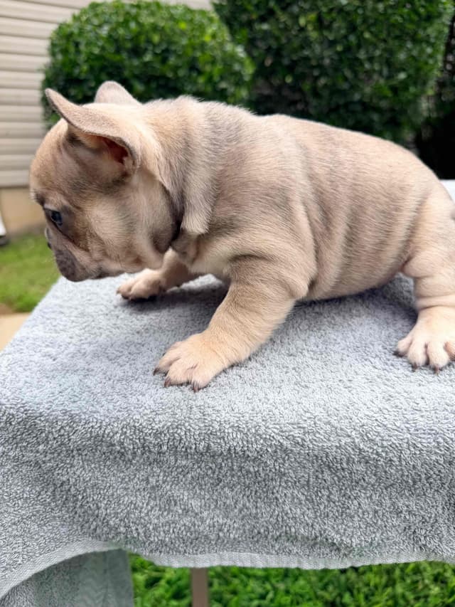 French Bulldog Puppies media 10