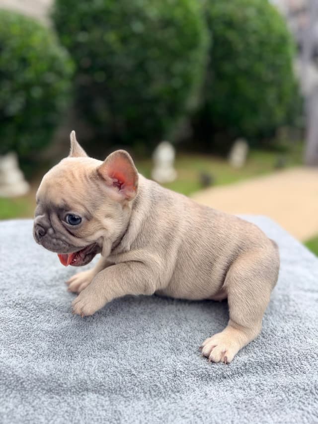 French Bulldog Puppies media 11