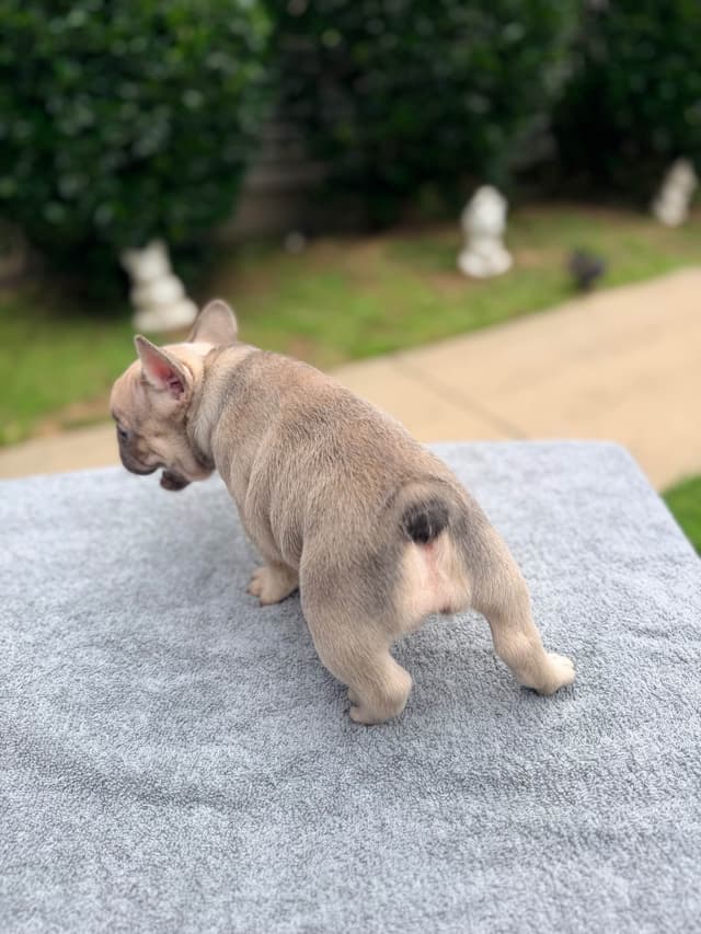 French Bulldog Puppies media 12