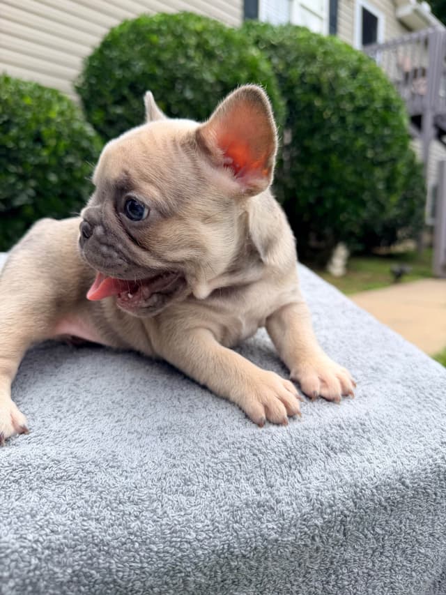 French Bulldog Puppies media 13