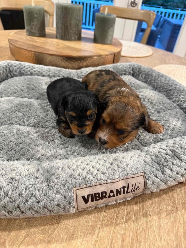 YORKIE Babies!!!  Yorkshire Terrier Puppies media 2