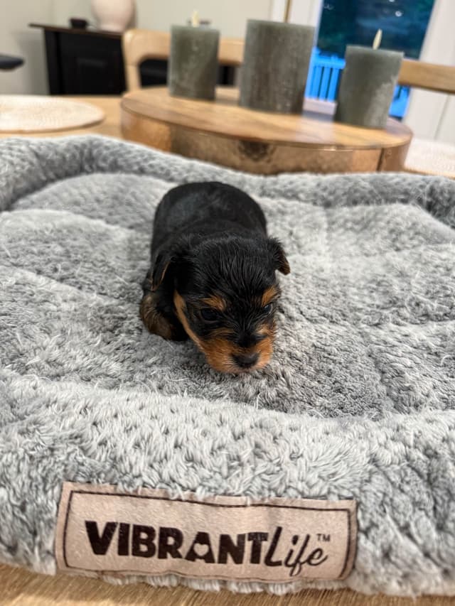 YORKIE Babies!!!  Yorkshire Terrier Puppies media 4