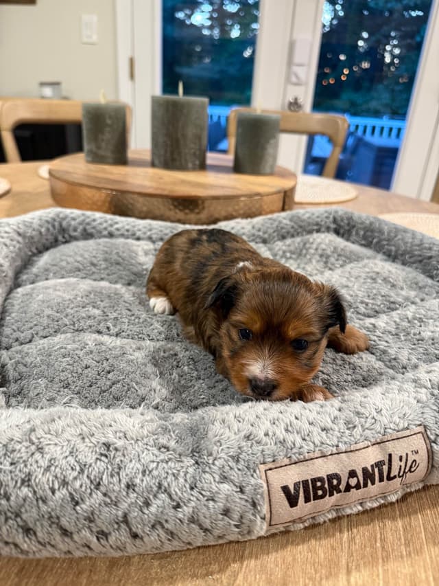 YORKIE Babies!!!  Yorkshire Terrier Puppies media 5