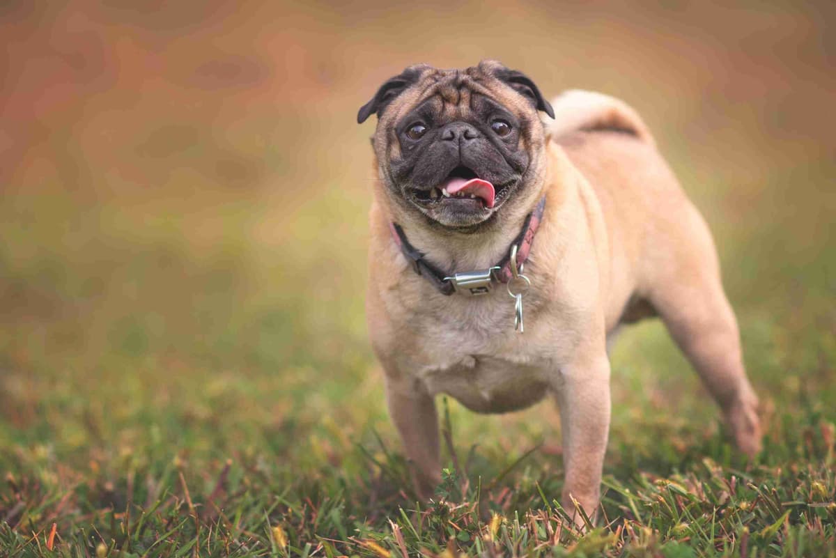Pug Puppies breeder image 1