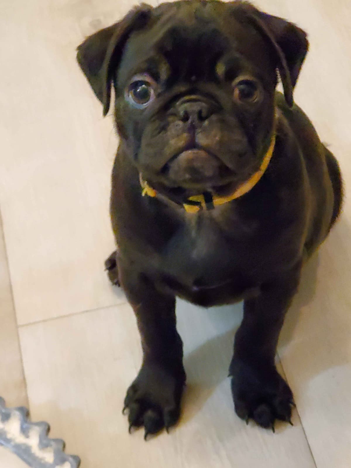 Pug Puppies breeder image 2