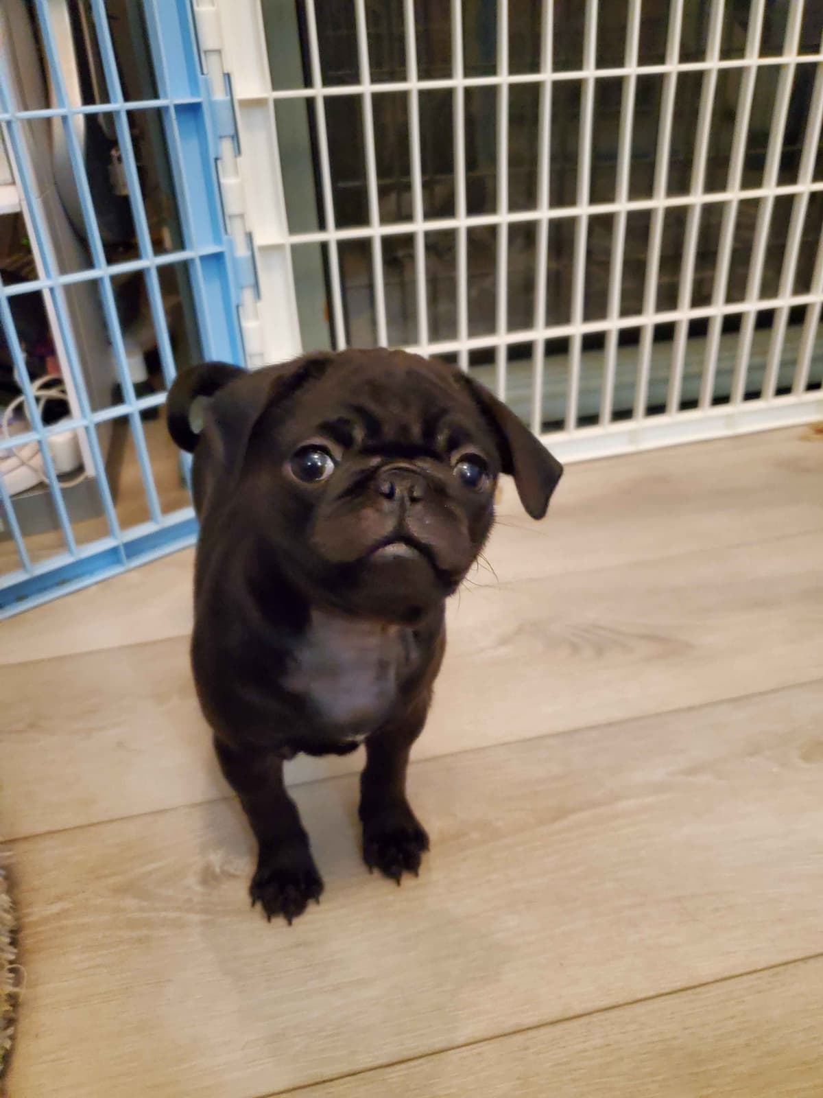 Pug Puppies breeder image 3