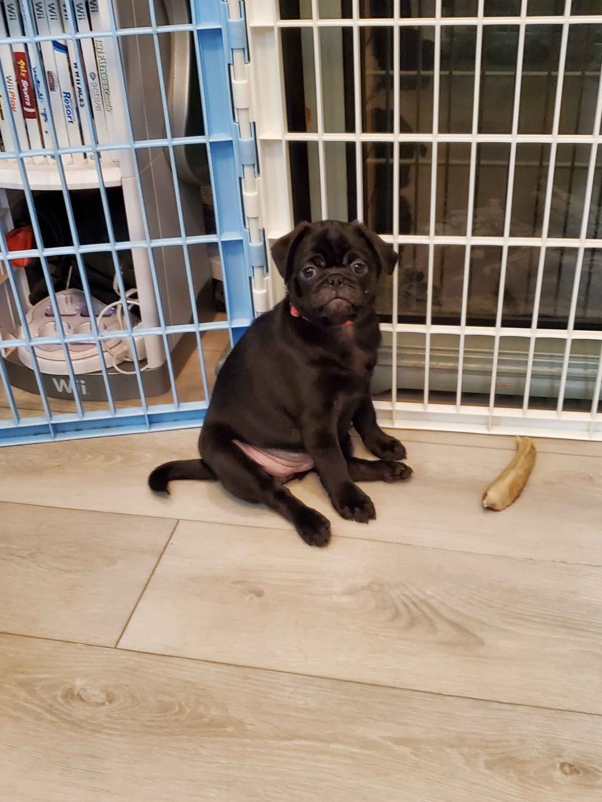 Pug Puppies breeder image 4