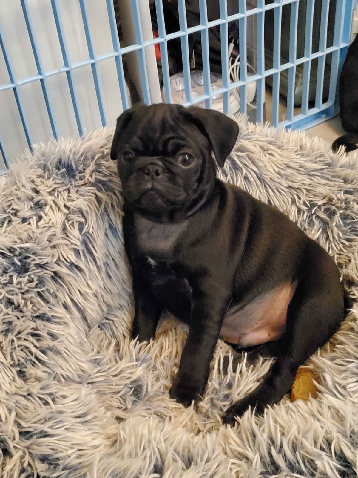 Pug Puppies breeder image 8
