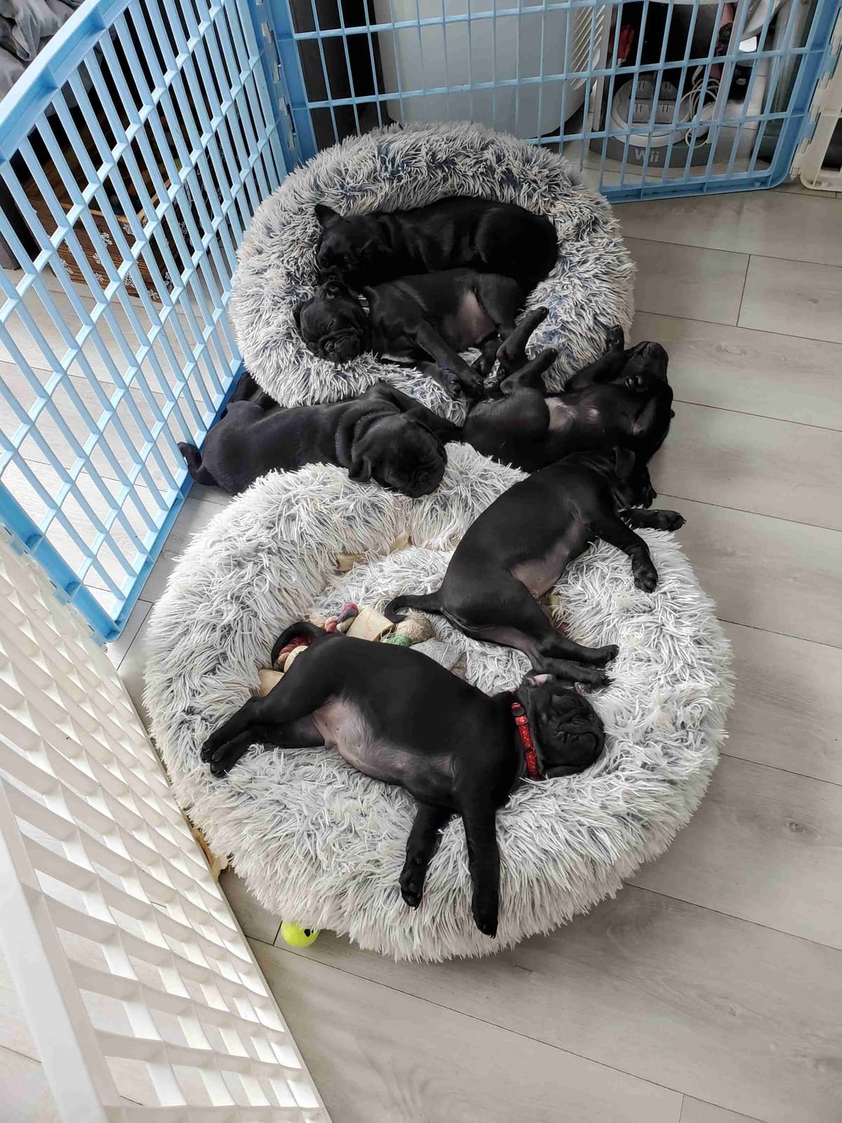 Pug Puppies breeder image 5