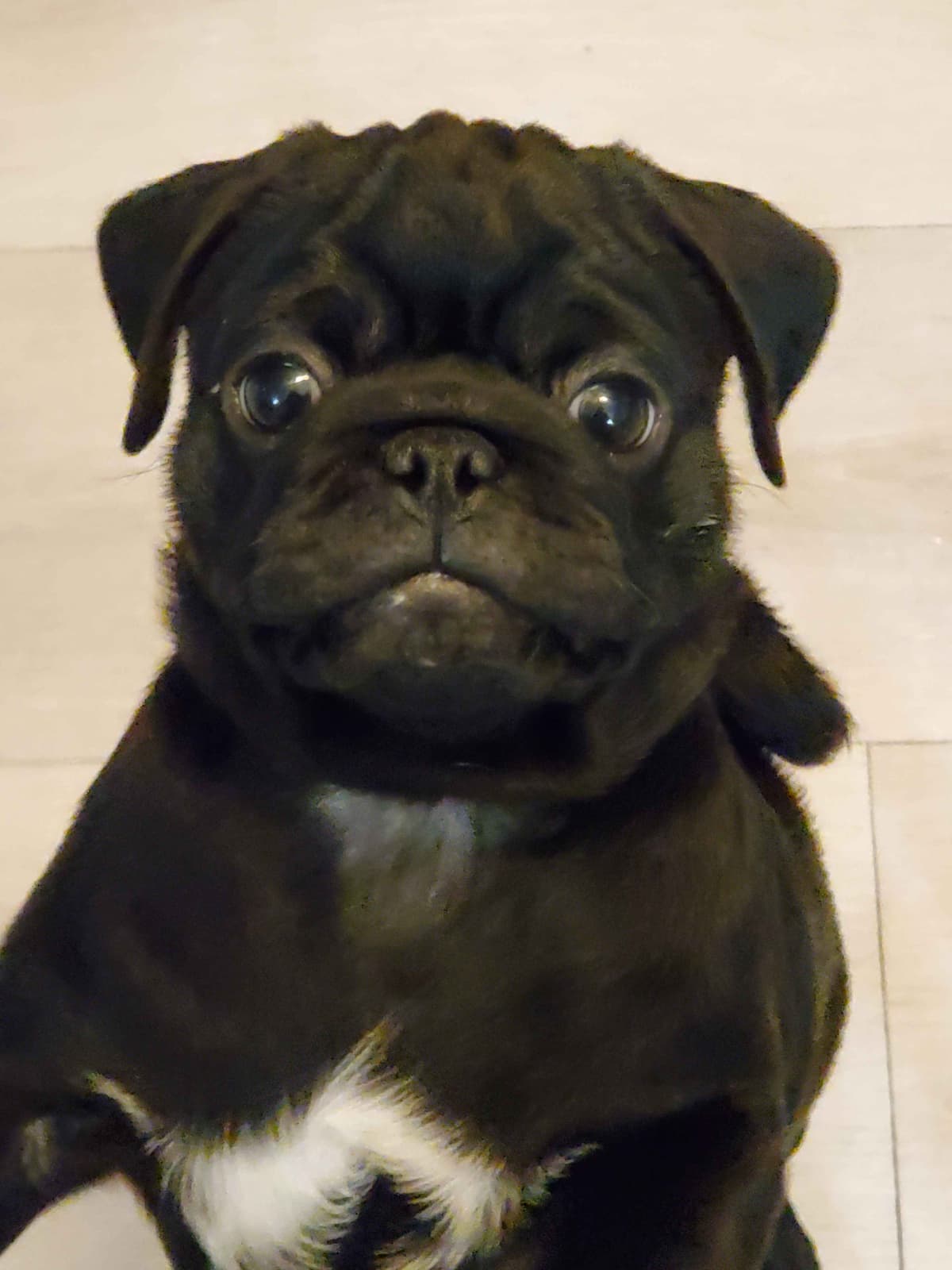 Pug Puppies breeder image 6