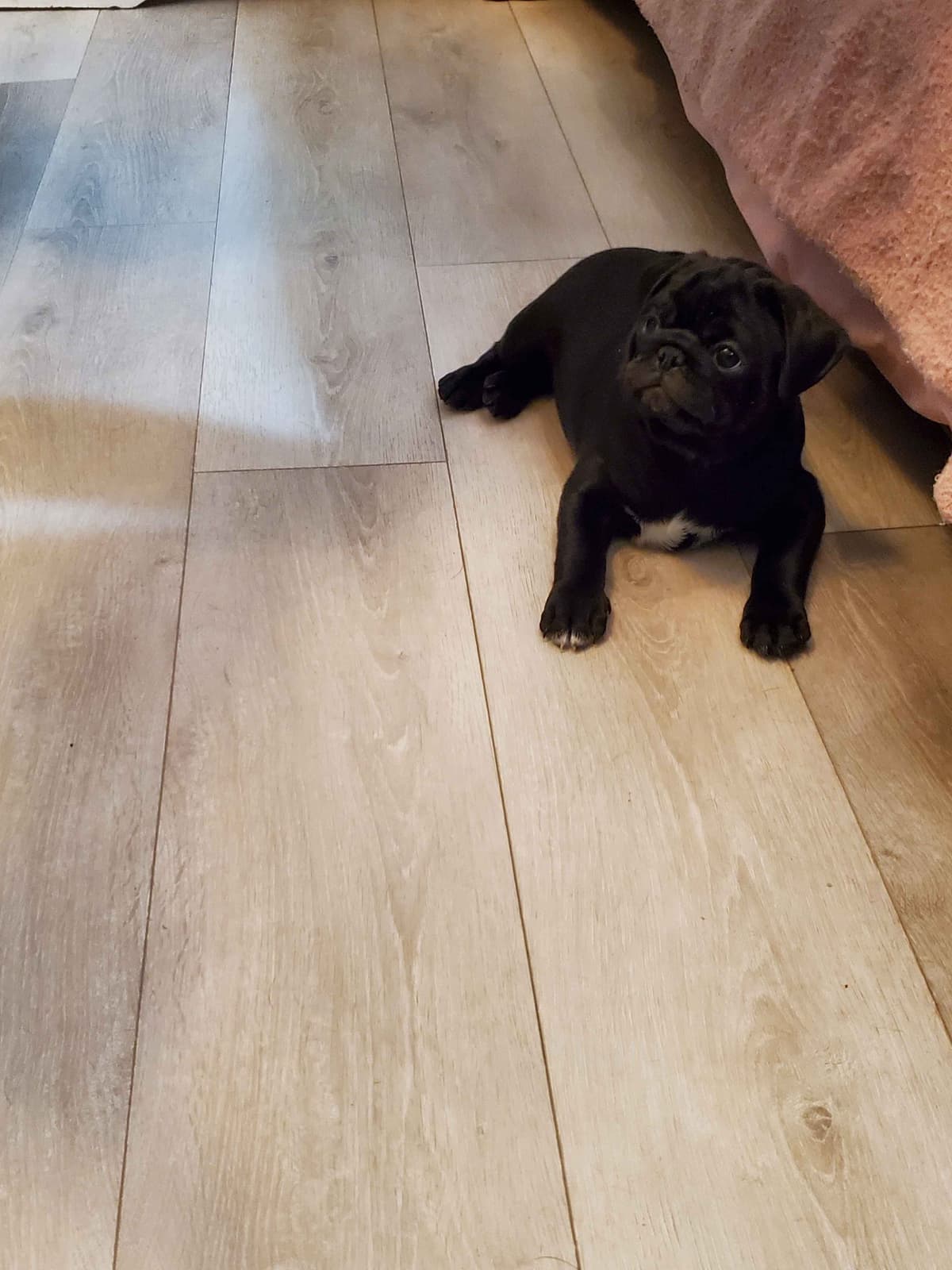 Pug Puppies breeder image 7