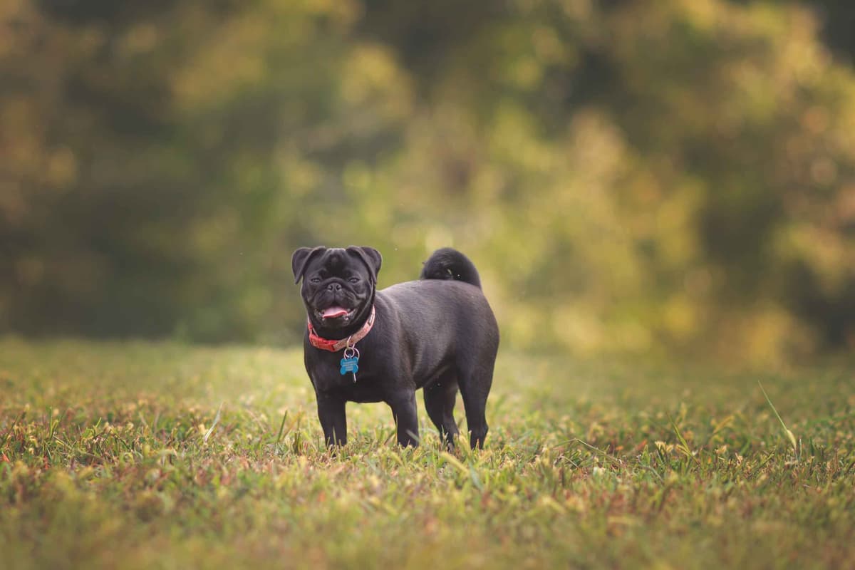 Pug Puppies breeder image 9