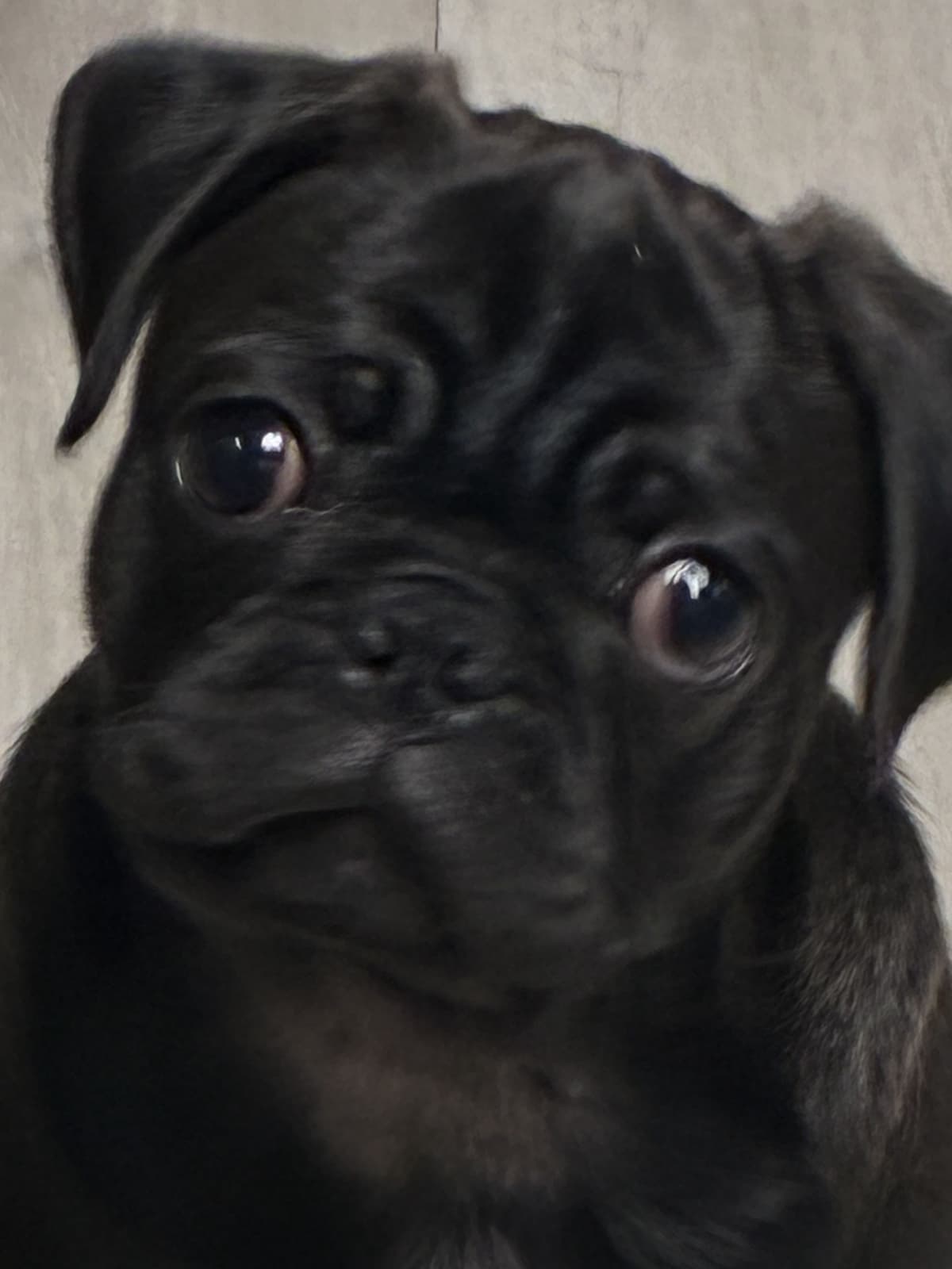 Pug Puppies breeder image 10