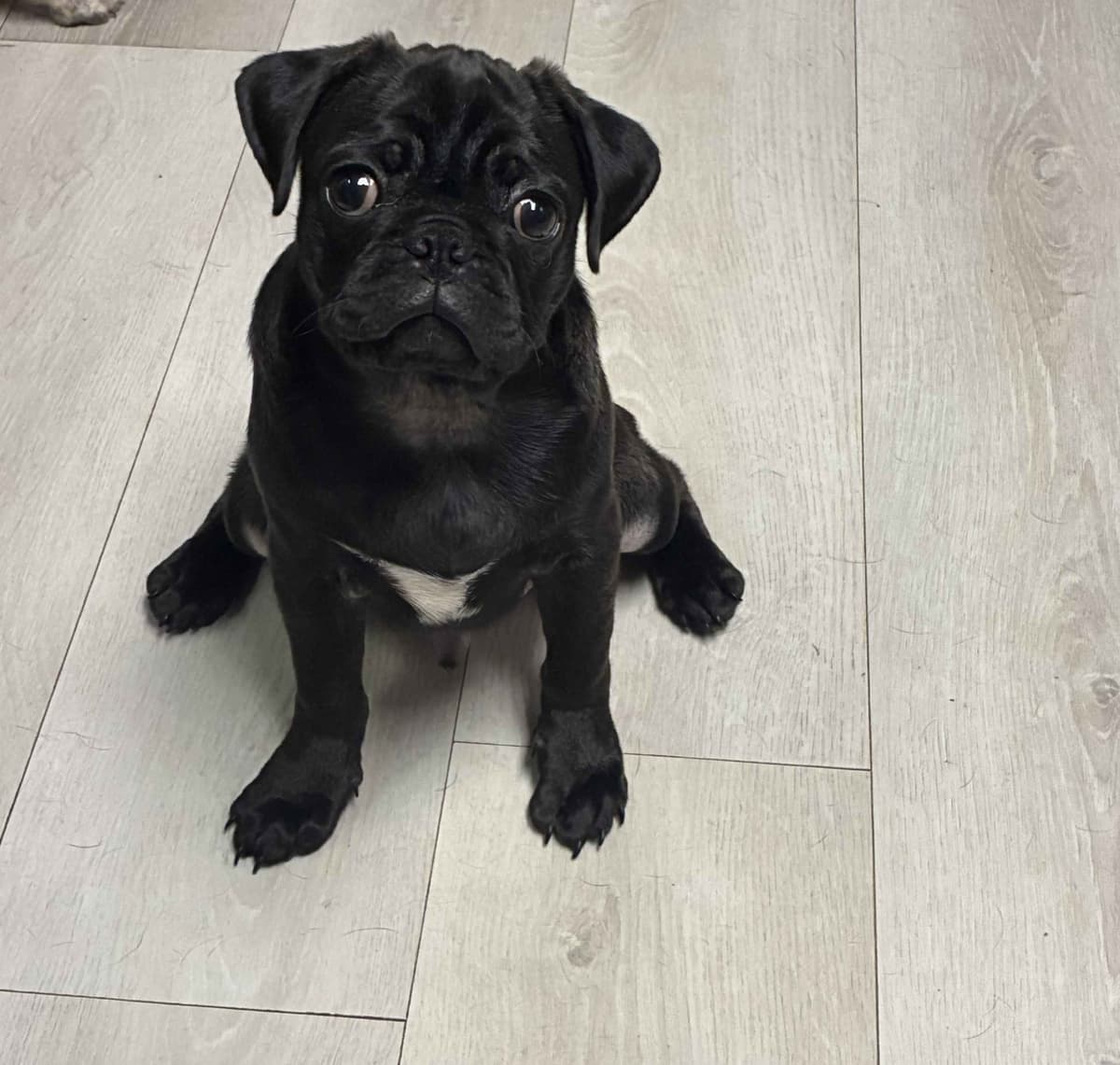 Pug Puppies breeder image 11