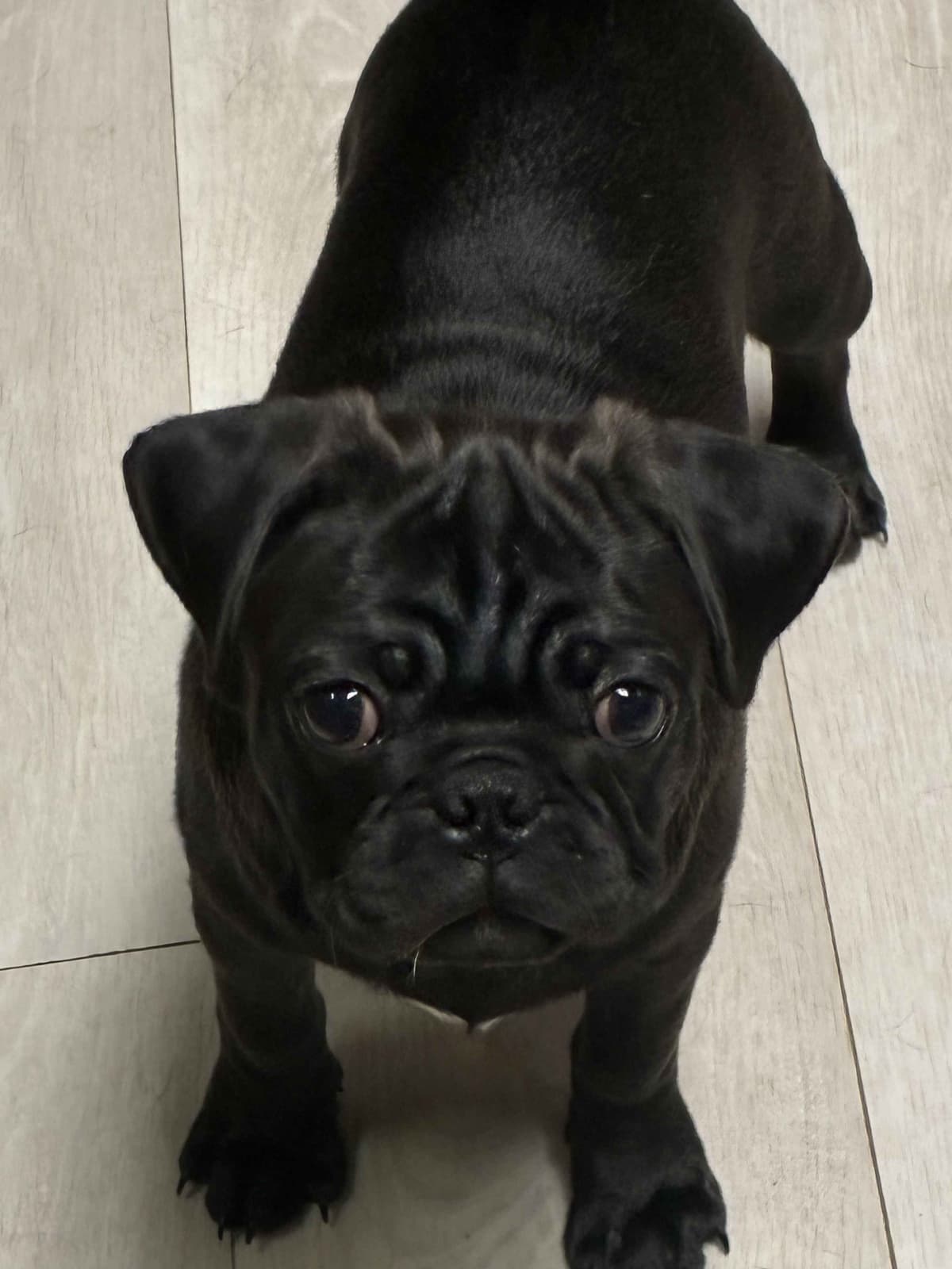 Pug Puppies breeder image 12